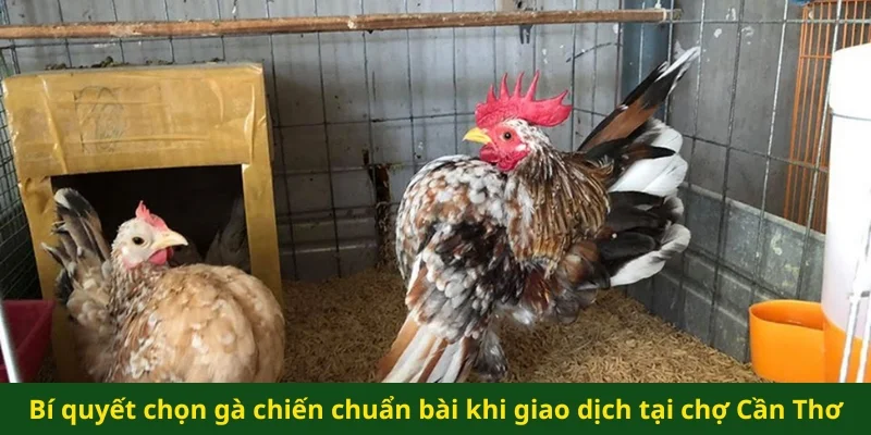 Bí quyết chọn gà chiến chuẩn bài khi giao dịch tại chợ Cần Thơ