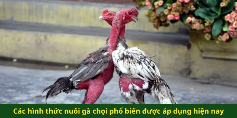 Các hình thức nuôi gà chọi phổ biến được áp dụng hiện nay
