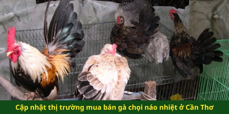 Cập nhật thị trường mua bán gà chọi náo nhiệt ở Cần Thơ