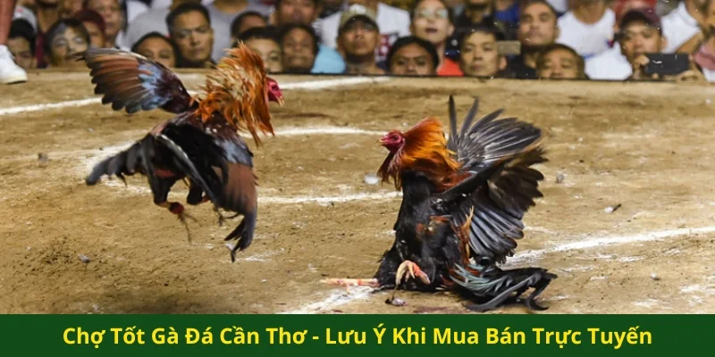 Chợ tốt gà đá Cần Thơ