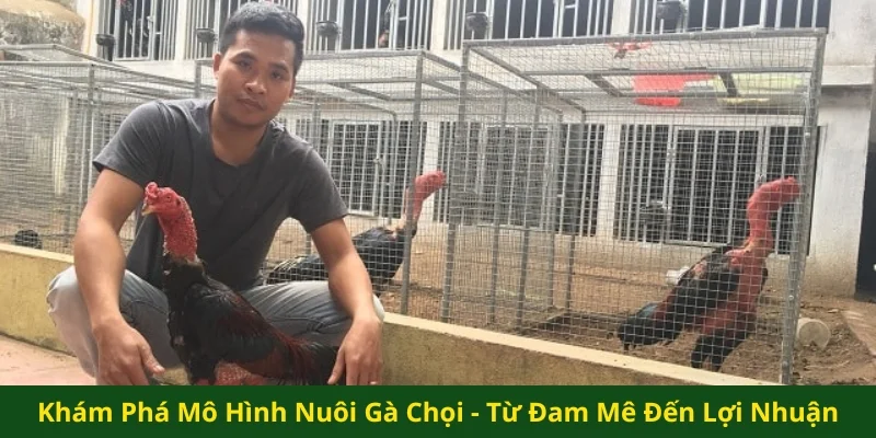 mô hình nuôi gà chọi