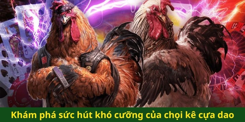 Khám phá sức hút khó cưỡng của chọi kê cựa dao