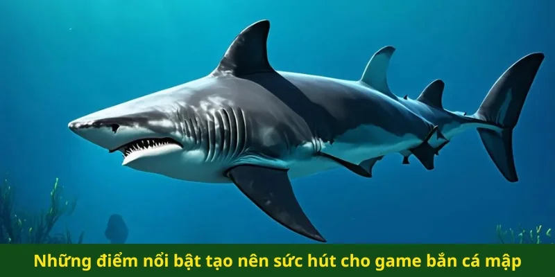 Bí quyết săn cá mập thành công và mang về chiến lợi phẩm lớn