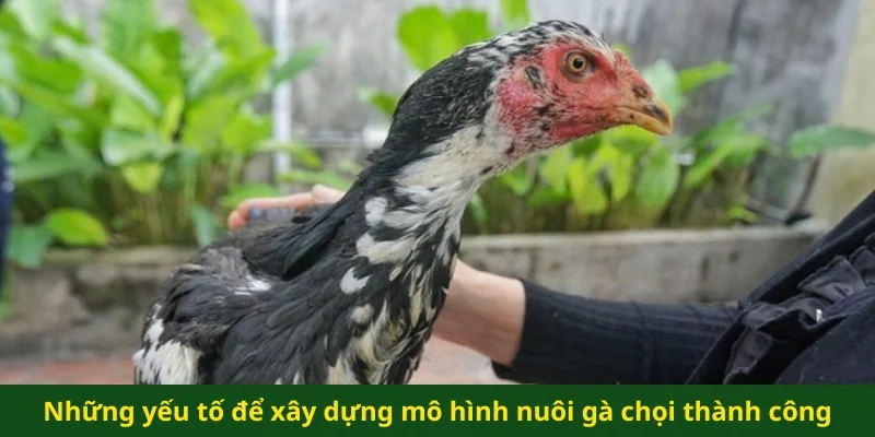 Những yếu tố quan trọng để xây dựng mô hình nuôi gà chọi thành công