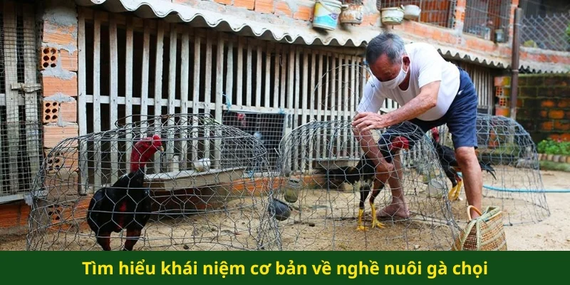 Tìm hiểu khái niệm cơ bản về nghề nuôi gà chọi