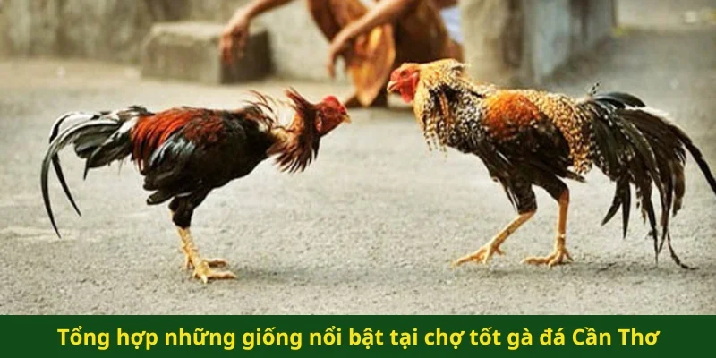 Tổng hợp những giống nổi bật tại chợ tốt gà đá Cần Thơ